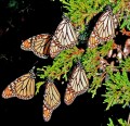 Monarch Butterfly Migration
