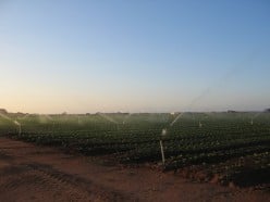 Vegetable Growing!