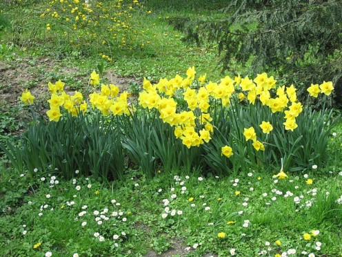 Daffodils in bloom that were planted frfom bulbs the following fall and winter over in the ground. For bloom in the spring the following year.