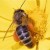 Honey bee drinking nectar on yellow flower Honey bee drinking nectar on yellow flower