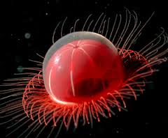 Benthocodon, a 4cm jellyfish with 1000-2000 tentacles.