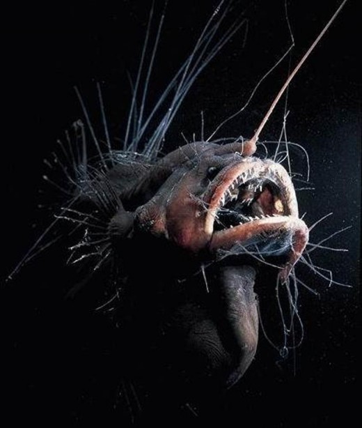 Fanfin Angler fish