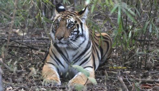 Tiger Cub in the Forest of India Tiger Cub in the Forest of India