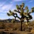 Joshua Tree National Park is located in the southeastern section of California and features very unique trees.