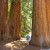 Sequoia National Park is in central California and is run together with Kings Canyon National Park.