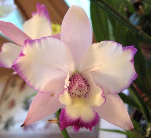 This orchid is obviously a female - she is all "frills"!