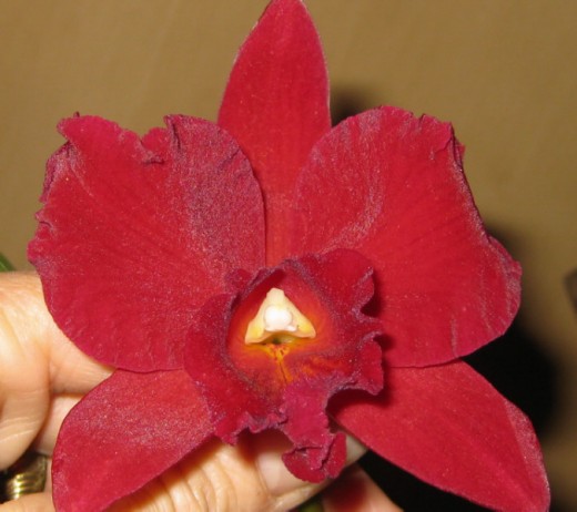 Another spectacular bright red orchid of ours. I do love the red ones.