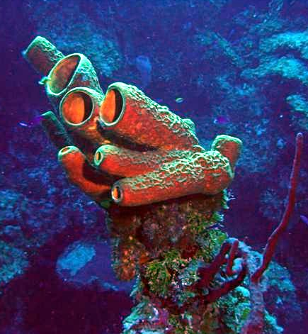 Sponge
