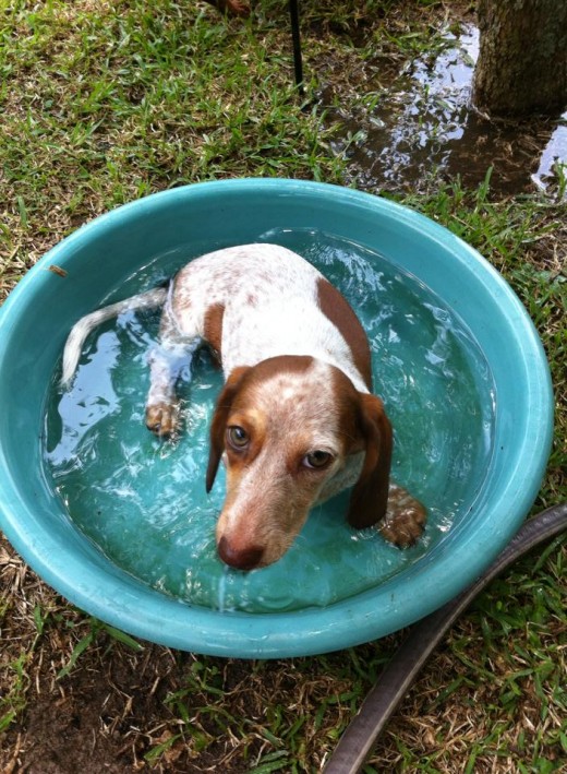 Red & White Piebald in her personal pool