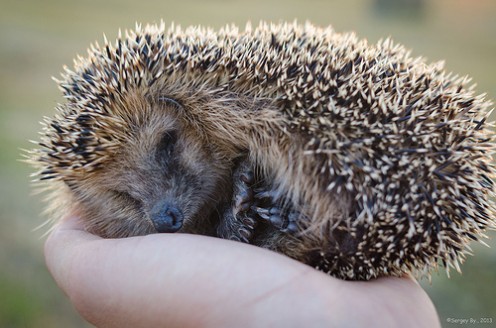 Guide To Raising Pet Hedgehogs Guide To Raising Pet Hedgehogs