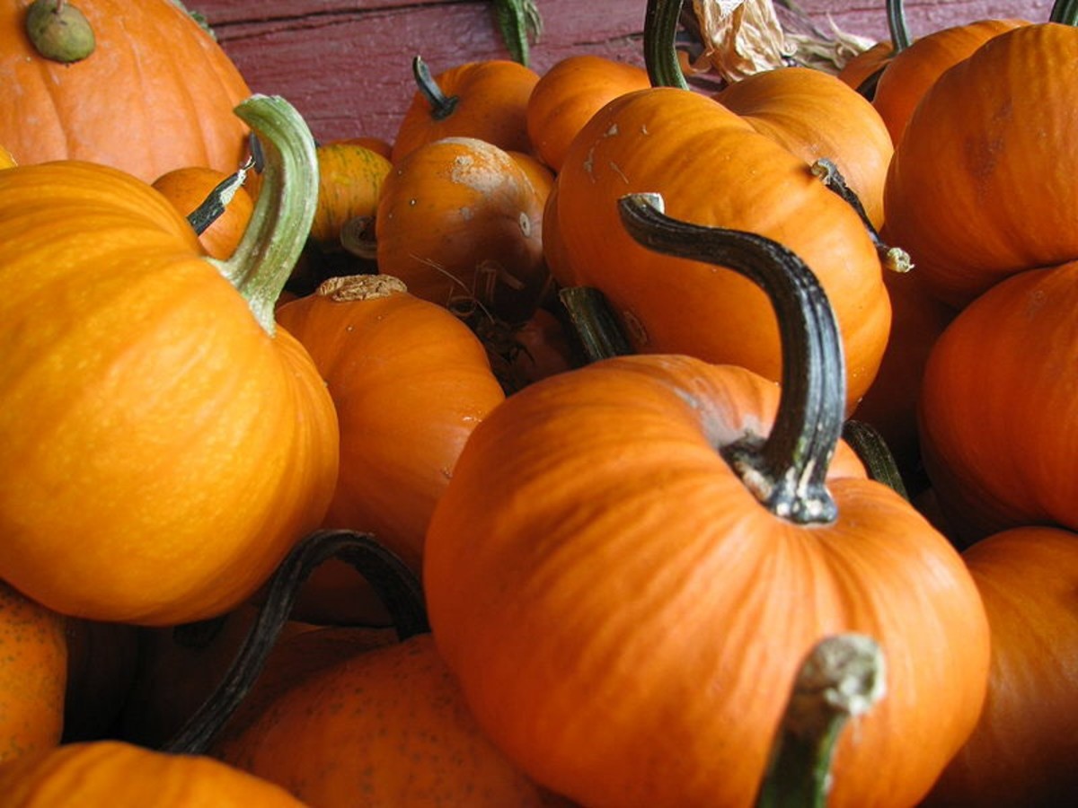 Pumpkins come in all shapes and sizes.