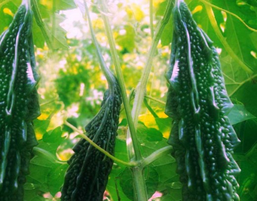 Asian bitter gourd (Dark green)