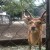 A deer at a park near a temple. A deer at a park near a temple.