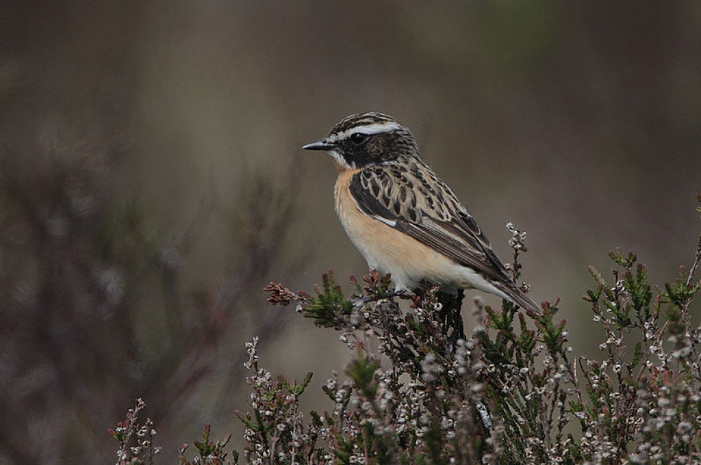 Whinchat {Birds of Europe}