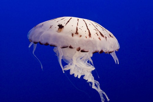 Moon Jellies are also invertebrates.