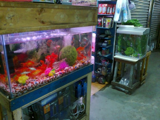 Fresh water from fish tanks are plentiful in nitrogen.