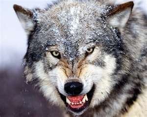 Image credit: http://infowyo.com/2011/05/wolves-off-the-feds-endangered-species-list-except-wyo/