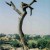 A naturally formed tree that is in the shape of a cross at Bet Shean. Here Jesus Christ Superstar was filmed. A naturally formed tree that is in the shape of a cross at Bet Shean. Here Jesus Christ Superstar was filmed.