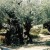 2,000 year old Olive Trees from the Garden of Gethsesamene. 2,000 year old Olive Trees from the Garden of Gethsesamene.