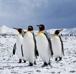 Photo by Antarctica Bound used under CC 2.0