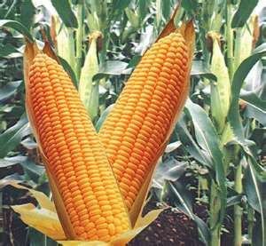 Image credit: http://www.corn.org/