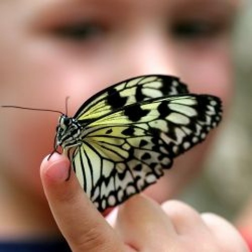 Butterfly lesson for children hubpages