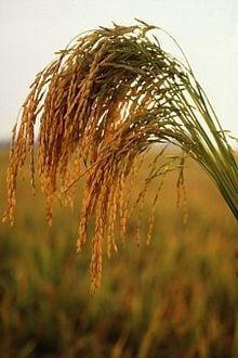 Rice growing in Arkansas