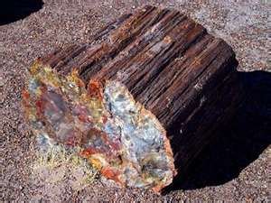 Image credit of petrified wood: http://www.statesymbolsusa.org/Arizona/fossil_petrifiedwood.html