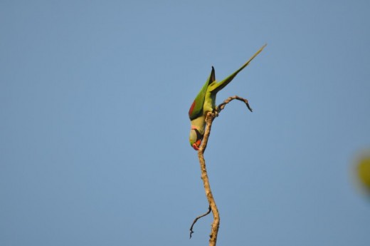 Rose Ringed Parakeet