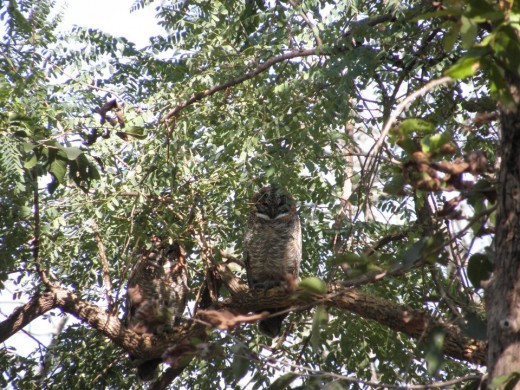 Mottled Wood Owl