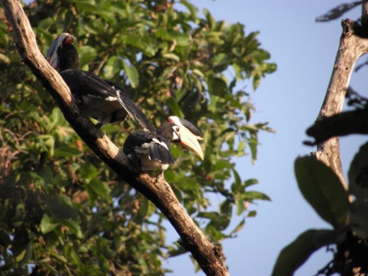 Malabar Pied Horn Bill 