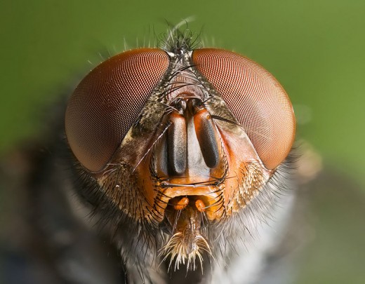 A closeup of the face and eyes of a Blue Bottle Fly