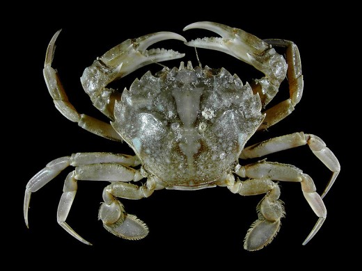 Crabs have a cephalothorax instead of a head and thorax.