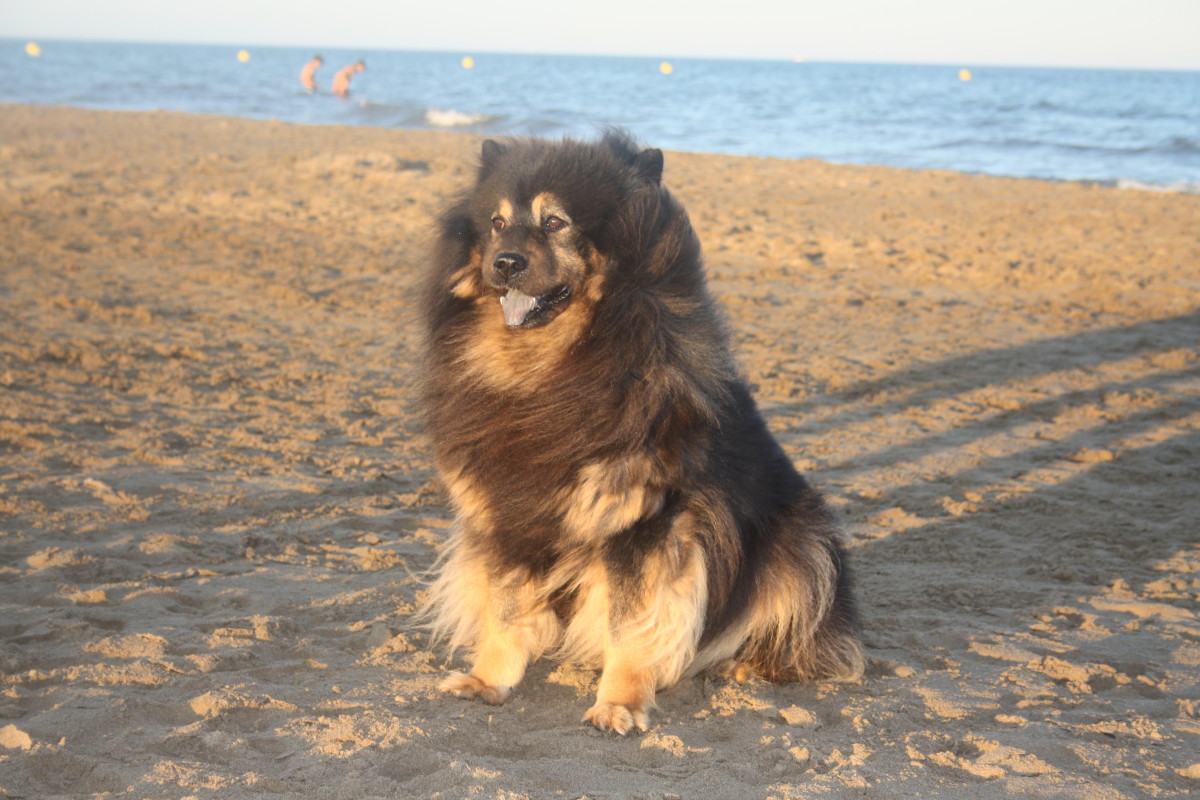 Eurasier Dog - Benda