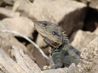 Dragon Lizard - Image courtesy http://www.canoeandkayakhirekangaroovalley.com.au/
