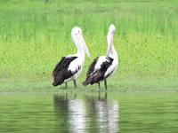 Pelicans - Image courtesy http://www.canoeandkayakhirekangaroovalley.com.au/