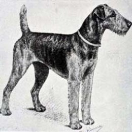 Airedale Jack, war hero