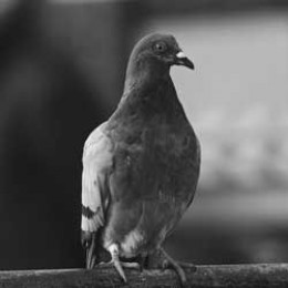 Gustav the pigeon