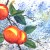 Just for fun I covered the oranges with a cut out paper and splattered sky colors all around. Just for fun I covered the oranges with a cut out paper and splattered sky colors all around.