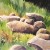 I splattered dark colors just on the rocks. I didn't mask out the rest but tried to keep the splatters just on the rocks where I could. I splattered dark colors just on the rocks. I didn't mask out the rest but tried to keep the splatters just on the rocks where I could.