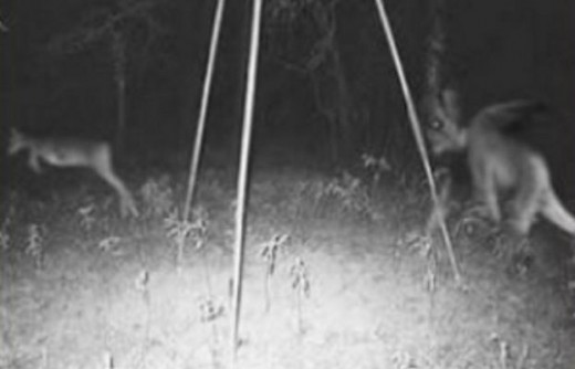 Is that a real photo of the Jersey Devil in the photo chasing a deer. If not then what is it. 