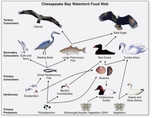 Waterbird Food Web