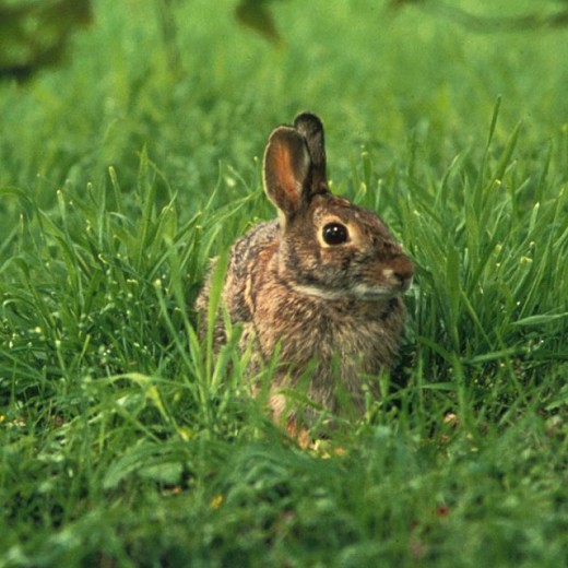 Second Trophic Level