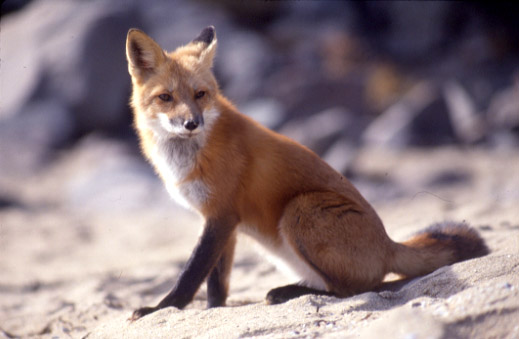 Third Trophic Level