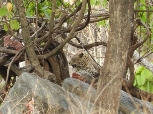 A leopard in the jungle A leopard in the jungle