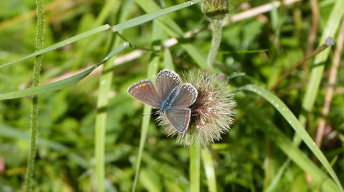 Common Blue Female