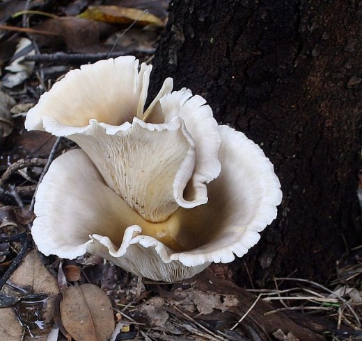Now that's a big mushroom!