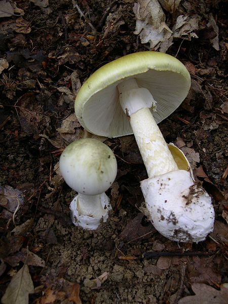 A poisonous mushroom!