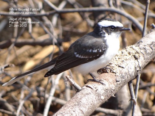 White Browed Fantail Flycatcher