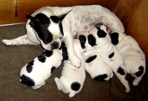 Pure-bred French Bulldog with her new pups. 